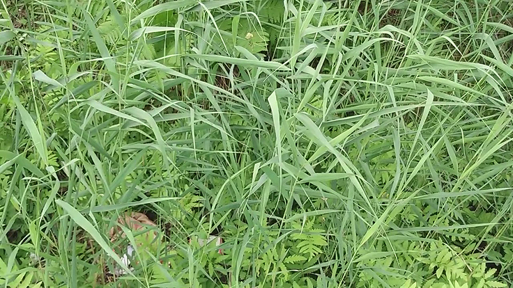 Le Phragmite une plante herbacée vivace exotique envahissante