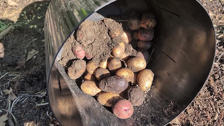 Petites pommes de terre comme semences