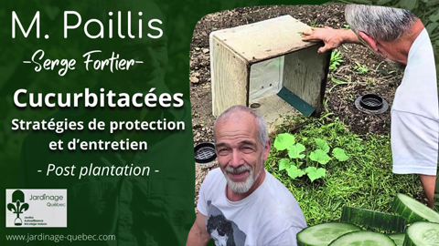 Protéger et pailler les jeunes plants de cucurbitacées