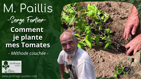 Planter des plants de tomates couchés