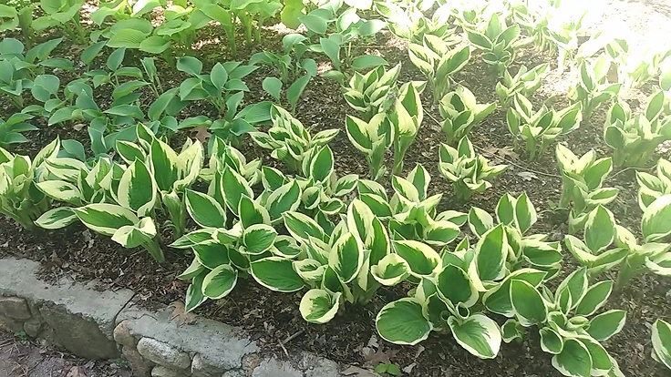 Planter en massif