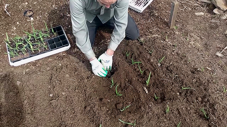 Serge Fortier qui plante son ail au printemps