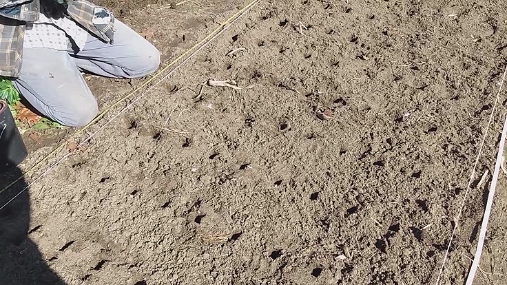 Planter l'ail en automne