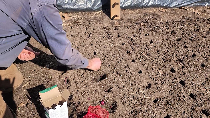 Plantation des oignons