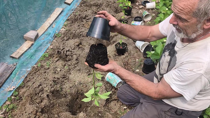 Transplantation des plants de poivrons