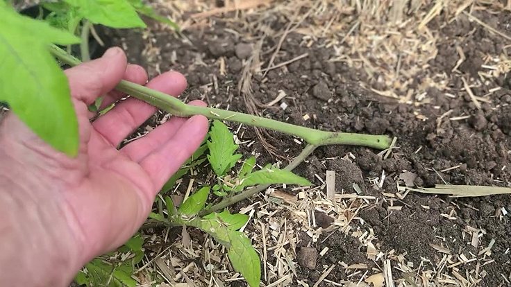 Planter les tomates à l'horizontale