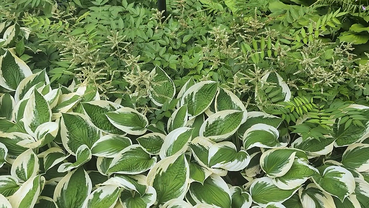 Astilbes et Hostas formant un massif de vivaces