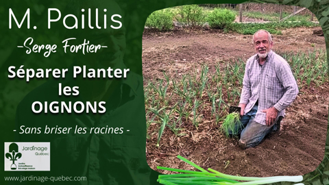 Séparer et planter les oignons