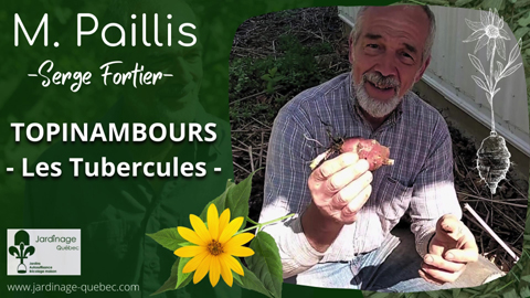 Topinambours - Les tubercules démystifiés