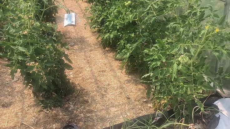 Paillis de plantes aquatiques