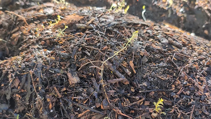 En absence de lumière la myriophylle se décomposera