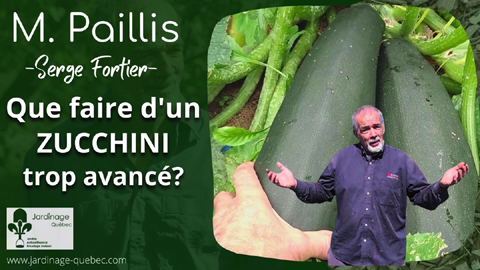 Zucchini - Que faire d’un zucchini trop avancé?