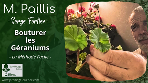 Faire des boutures de géraniums