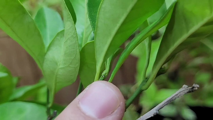 Bouton de floraison des abres d'agrumes