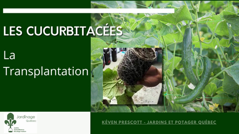 Transplanter des plants de concombres