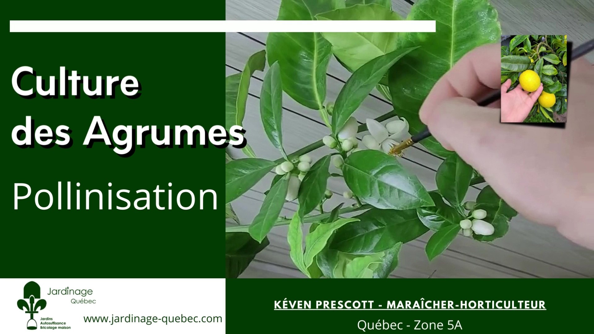 Pollinisation des agrumes