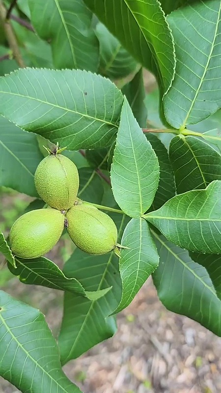 Noix du Noyer cendré hybride
