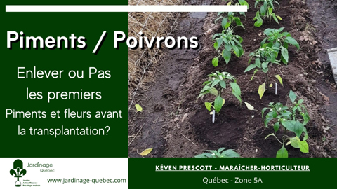 Cultiver des poivrons