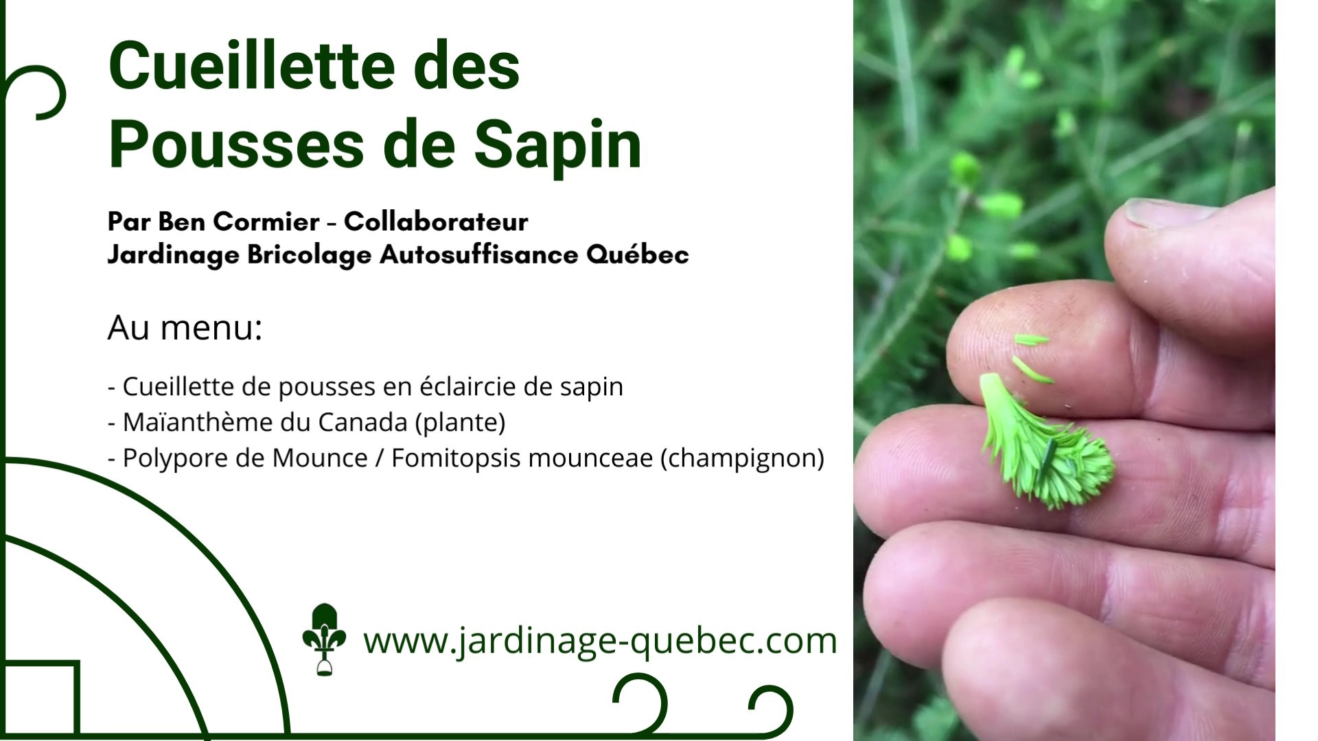 Pousses de sapin baumier
