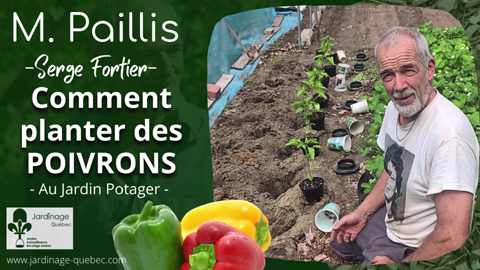 Comment planter des poivrons