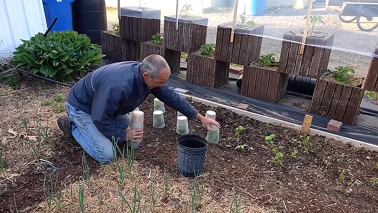 Divers pots de plastique peuvent être utilisés contre le gel des plants