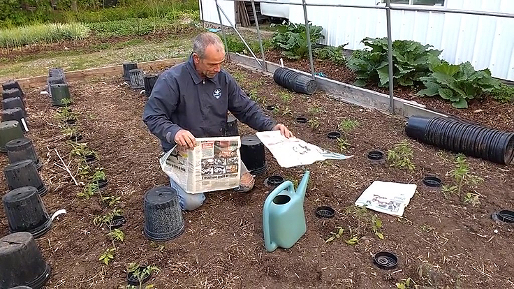 Papier journal pour protéger les plants du gel