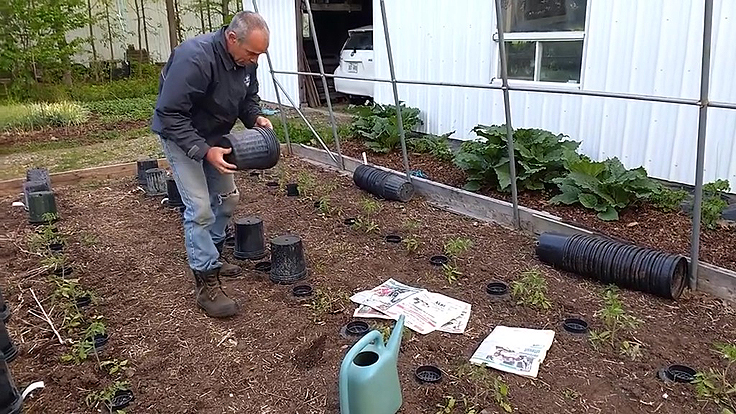 Protection contre le gel des plantes au jardin potager