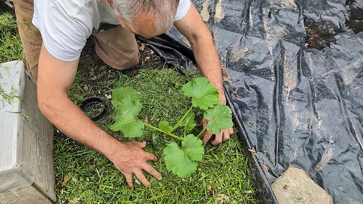 Paillage des cucurbitacées avec un paillis d'herbe