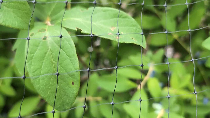 Filet pour protéger les camerises des oiseaux au jardin