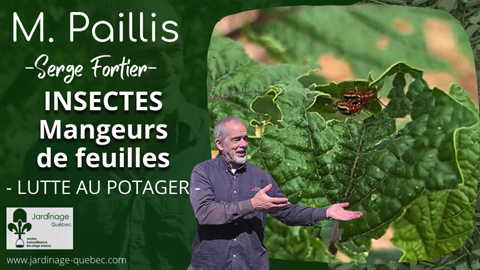Lutter contre les insectes mangeurs de feuilles au potager