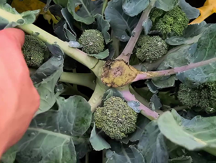 Fleurons de brocolis