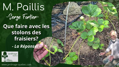Fraisiers - Que faire avec les stolons?