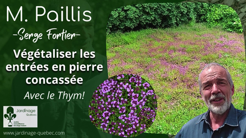 Thym pour végétaliser les sentiers et entrées en pierre concassée