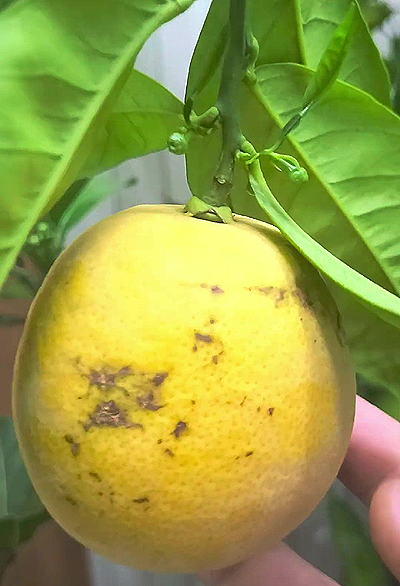 Cueillir des agrumes