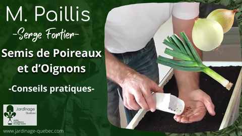 Semis d'oignons et de poireaux