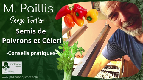 Semis de poivrons et de céleris