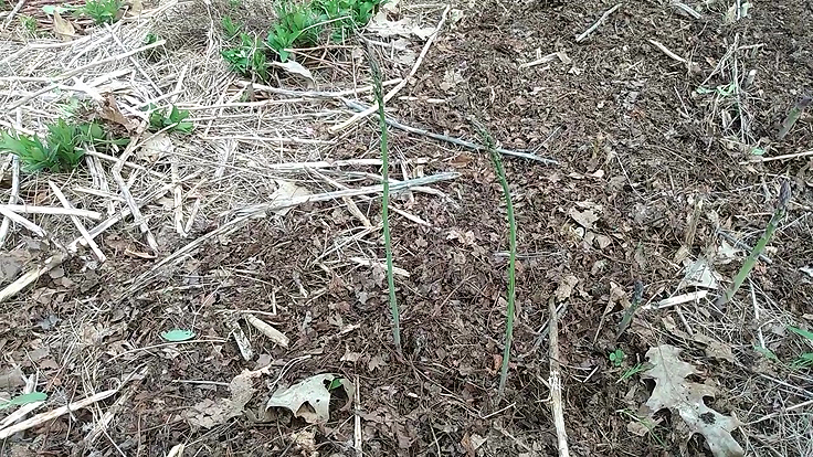Tiges d'asperge