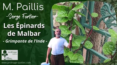 Épinard de Malabar - Une grimpante tropicale décorative