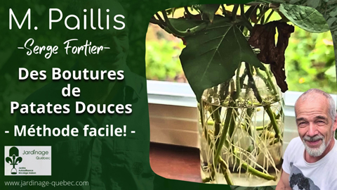 Faire des boutures de patates douces