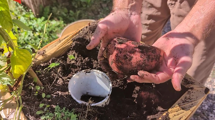 Récolte de patates douces