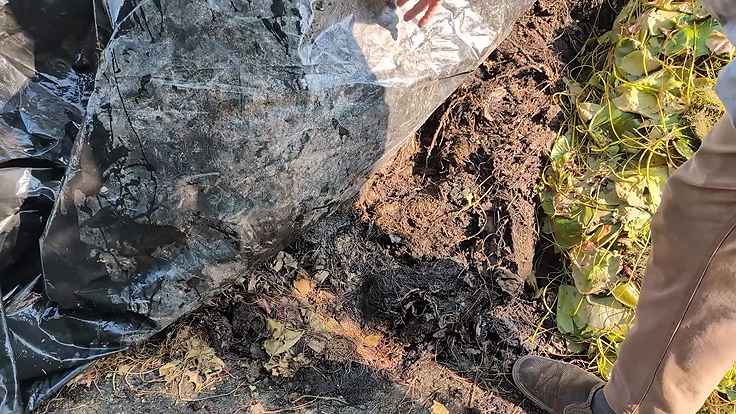 Composter les plantes aquatiques