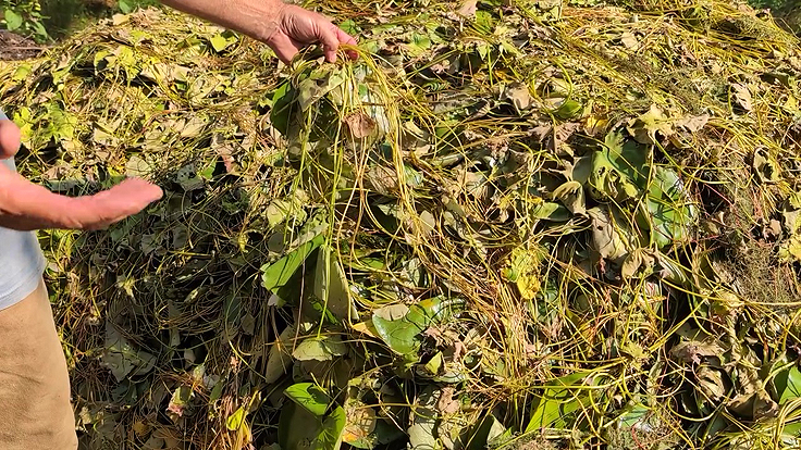 Récolter les plantes aquatiques