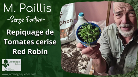 Repiquer des plants de tomates cerises Red Robin