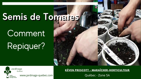 Repiquer des Semis de tomates