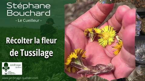 Récolter la fleur du Tussilage