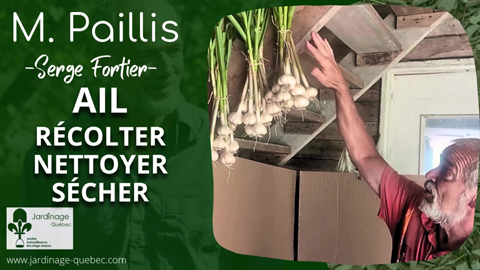 Récolter l'ail au bon moment pour le conserver jusqu'à un an
