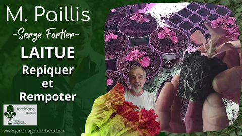 Repiquer et rempoter de la laitue