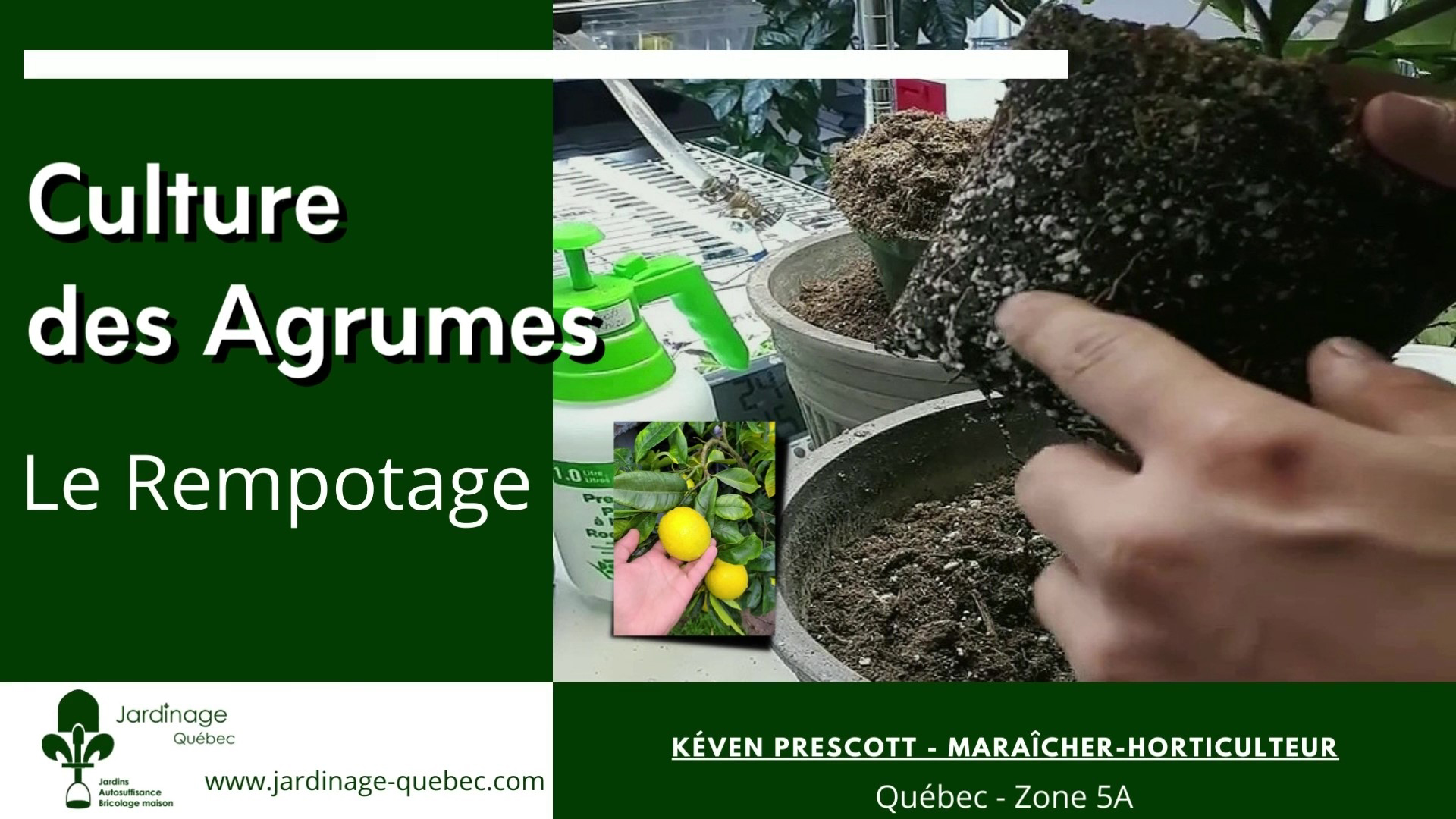 Rempoter les agrumes