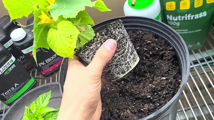 Rempoter des concombres