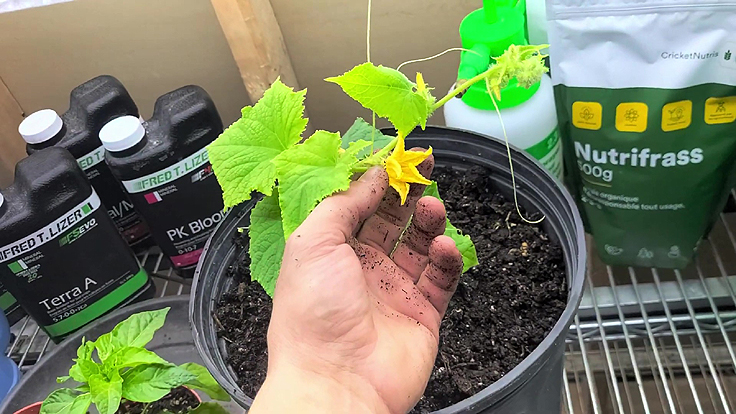 Pollinisation des concombres